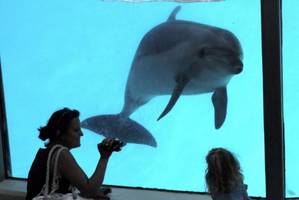 ontario to overhaul rules for marine mammals, ban sale of killer whales